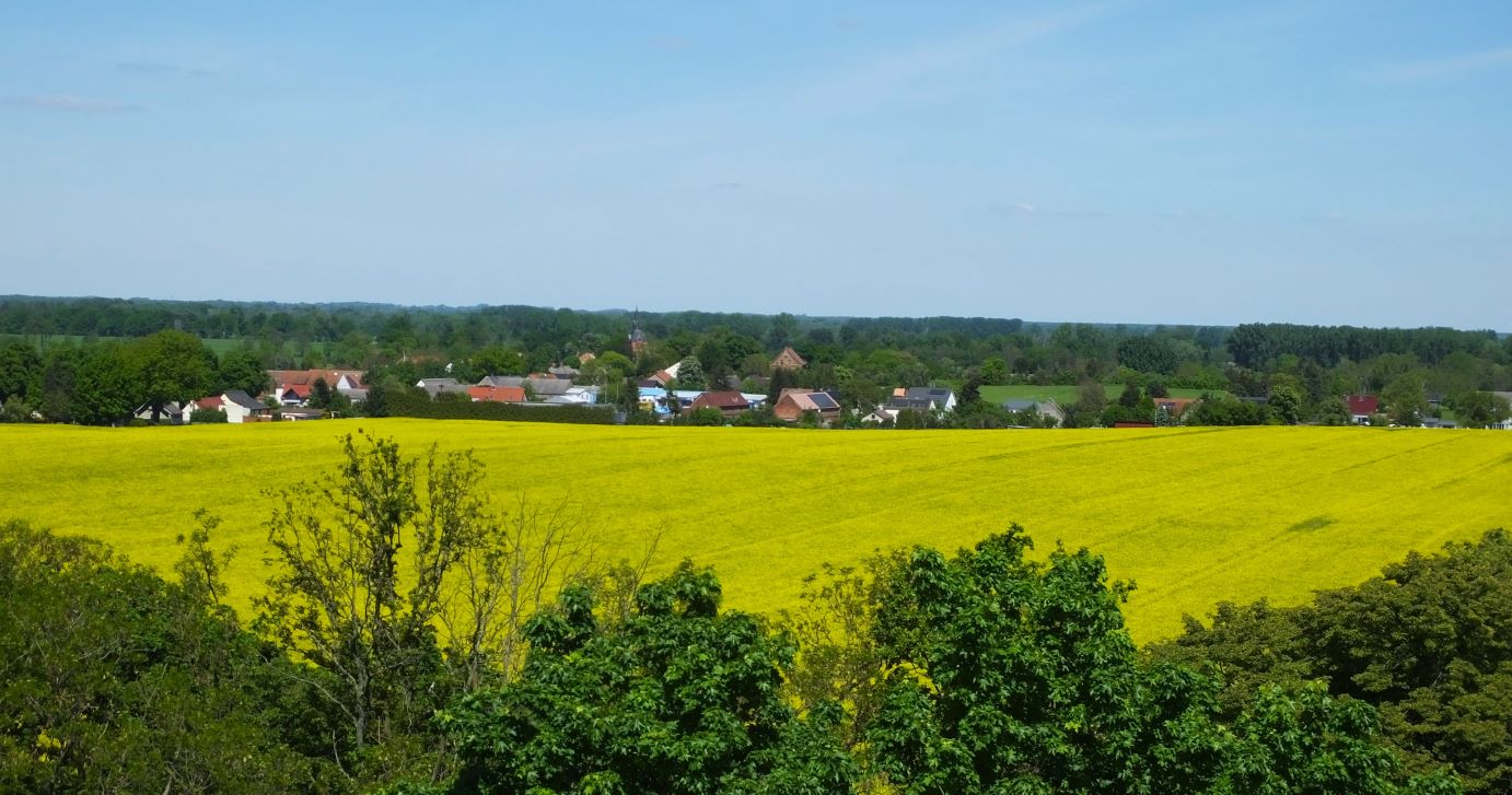 Aktueller Blick von der Siegessäule auf das „gelbe Rapsmeer“ in Richtung Hakenberg.